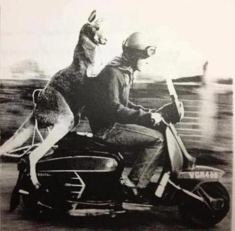 Kangeroo on a Lambretta